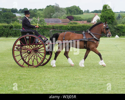 A bay welsh cob in full driving harness being driven in a carriage. Stock Photo