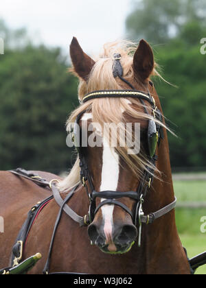 A bay welsh cob in full driving harness. Stock Photo