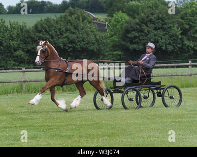 A bay welsh cob in full driving harness being driven in a four wheel buggy. Stock Photo