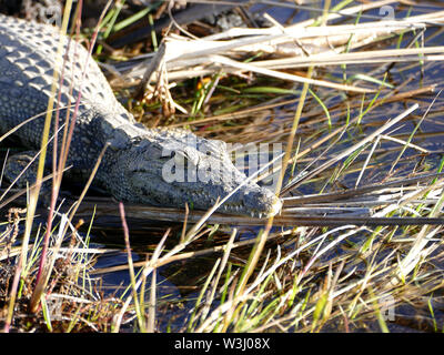 Baby crocodile in the Okavango Stock Photo
