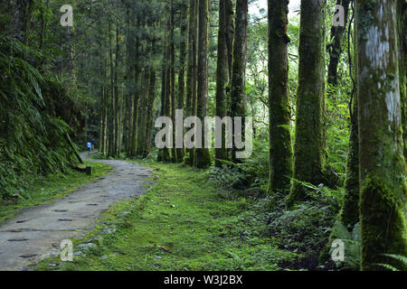 damp forest in Mingchi forest park Stock Photo