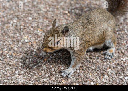 Grey Squirrel. Stock Photo
