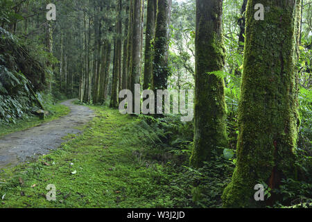 damp forest in Mingchi forest park Stock Photo
