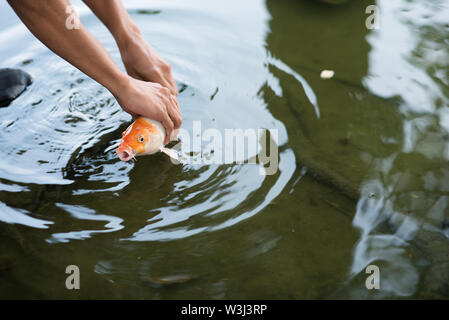 man catching or releasing koi or carp fish into a pond hoping for luck Stock Photo