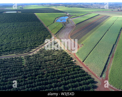 Aerial of macadamia nut plantations which are taking over as a traditional crop from sugarcane. Cordalba Queensland Australia Stock Photo