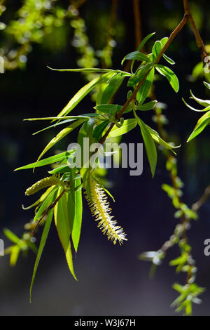 Close up of weeping willow tree flowers in spring on white background ...