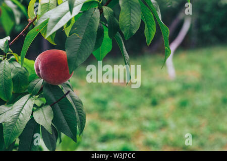 Beautiful Peach on a treeon a farm. Close up. Stock Photo