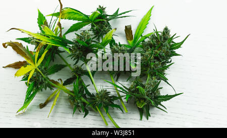 Fresh harvest of medical cannabis. Marijuana buds close-up on white background. Cannabis is a concept of herbal medicine Stock Photo