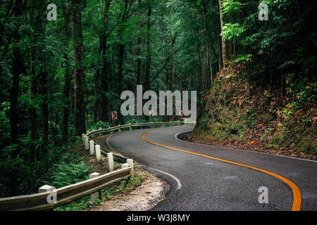 Winding road through green Bilar Man-Made Forest, Bohol, Philippines Stock Photo