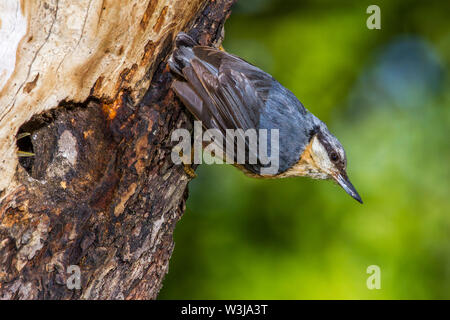 eurasian nuthatch, Kleiber (Sitta europaea) mit Kot der Jungen Stock Photo