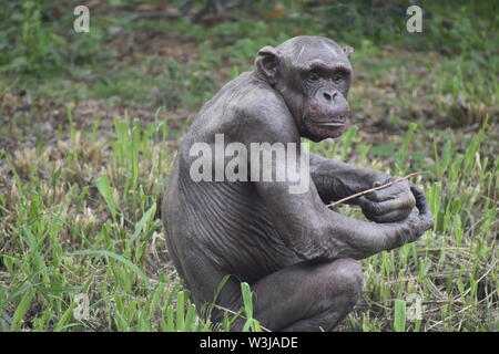 chimpanzee in forest between trees Stock Photo