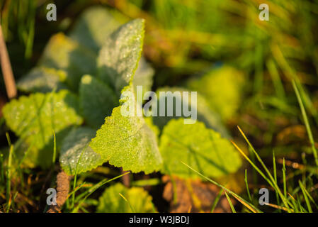Focus on nature Flowers, leaves and stems Stock Photo