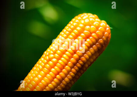 Close up of Fresh Process harvest Dried corn in Nepal Stock Photo