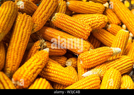 Corn on the cob corn on the farm,Process harvest Dried corn Pokhara Nepal. Stock Photo