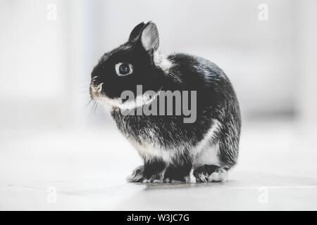 Closeup of a cute rabbit sitting on the ground looking toward the camera with blurred background Stock Photo