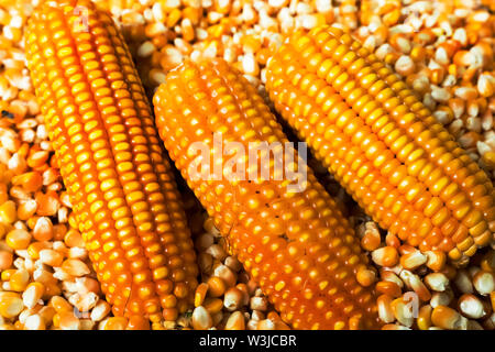 Corn on the cob corn on the grains background,Dried corn with a corn grains background,Nepal. Stock Photo