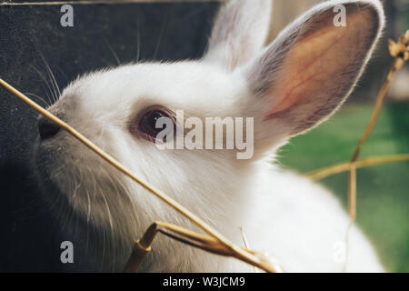 Beautiful young white rabbit on a straw, hay, background. Stock Photo