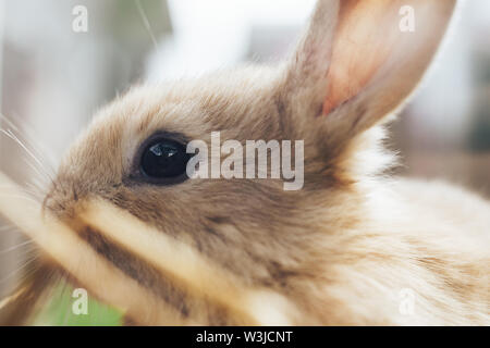 Beautiful young brown rabbit on a straw, hay, background. Stock Photo