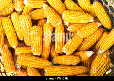 Fresh Process harvest Dried corn with bamboo basket. in Nepal Stock Photo