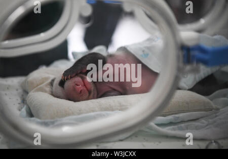 (190716) -- CHONGQING, July 16, 2019 (Xinhua) -- Photo taken on July 16, 2019 shows a newly born panda cub at a zoo in southwest China's Chongqing Municipality. Two giant pandas in a zoo in Chongqing gave birth to two pairs of twins on June 23.    Female panda Lanxiang, 17, gave birth to a pair of male cubs in the wee hours of June 23, weighing 167 and 115 grams, respectively.     Another female panda, Mangzai, gave birth to a pair of female cubs in the afternoon on the same day, measuring 142 and 160 grams in weight, respectively. (Xinhua/Wang Quanchao) Stock Photo