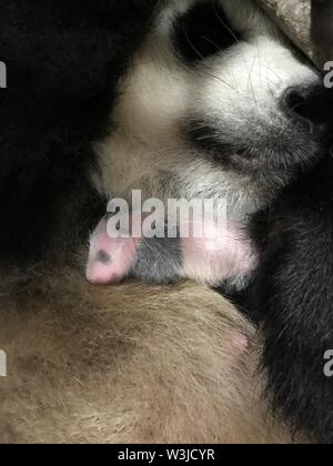 (190716) -- CHONGQING, July 16, 2019 (Xinhua) -- Panda mother Mangzai and a newly born cub are asleep at a zoo in southwest China's Chongqing Municipality, July 10, 2019. Two giant pandas in a zoo in Chongqing gave birth to two pairs of twins on June 23.    Female panda Lanxiang, 17, gave birth to a pair of male cubs in the wee hours of June 23, weighing 167 and 115 grams, respectively.     Another female panda, Mangzai, gave birth to a pair of female cubs in the afternoon on the same day, measuring 142 and 160 grams in weight, respectively. (Xinhua) Stock Photo