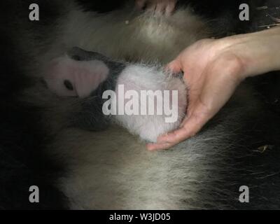 (190716) -- CHONGQING, July 16, 2019 (Xinhua) -- A staff member helps giant panda Lanxiang to breastfeed a newly born cub at a zoo in southwest China's Chongqing Municipality, July 12, 2019. Two giant pandas in a zoo in Chongqing gave birth to two pairs of twins on June 23.    Female panda Lanxiang, 17, gave birth to a pair of male cubs in the wee hours of June 23, weighing 167 and 115 grams, respectively.     Another female panda, Mangzai, gave birth to a pair of female cubs in the afternoon on the same day, measuring 142 and 160 grams in weight, respectively. (Xinhua) Stock Photo