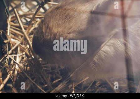 Beautiful young brown rabbit on a straw, hay, background. Stock Photo