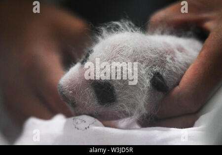 (190716) -- CHONGQING, July 16, 2019 (Xinhua) -- Photo taken on July 16, 2019 shows a newly born panda cub at a zoo in southwest China's Chongqing Municipality. Two giant pandas in a zoo in Chongqing gave birth to two pairs of twins on June 23.    Female panda Lanxiang, 17, gave birth to a pair of male cubs in the wee hours of June 23, weighing 167 and 115 grams, respectively.     Another female panda, Mangzai, gave birth to a pair of female cubs in the afternoon on the same day, measuring 142 and 160 grams in weight, respectively. (Xinhua/Wang Quanchao) Stock Photo