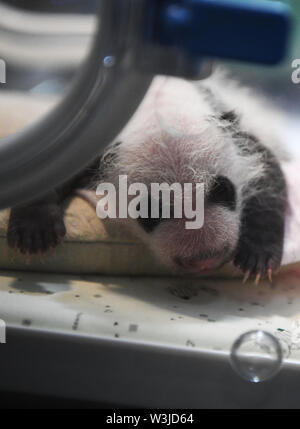 (190716) -- CHONGQING, July 16, 2019 (Xinhua) -- Photo taken on July 16, 2019 shows a newly born panda cub at a zoo in southwest China's Chongqing Municipality. Two giant pandas in a zoo in Chongqing gave birth to two pairs of twins on June 23.    Female panda Lanxiang, 17, gave birth to a pair of male cubs in the wee hours of June 23, weighing 167 and 115 grams, respectively.     Another female panda, Mangzai, gave birth to a pair of female cubs in the afternoon on the same day, measuring 142 and 160 grams in weight, respectively. (Xinhua/Wang Quanchao) Stock Photo