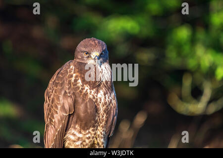 Buzzard portrait looking at the camera Stock Photo