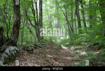 Sun shining through treetops of deep beech forest at southern Velebit Mountain, Croatia Stock Photo