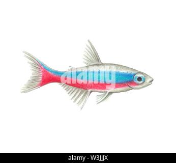 Vector Of Neon Tetra Fish Stock Vector Image Art Alamy Vector Neon Tetra Fish Illustration Realistic Drawing By Colored Pencils Bright Neon Fish Zoological Illustration Isolated On White Background W3jjjx