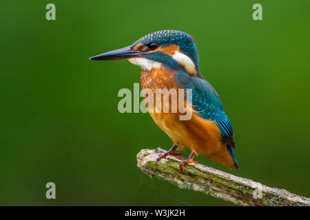 river kingfisher, Eisvogel (Alcedo atthis) Stock Photo