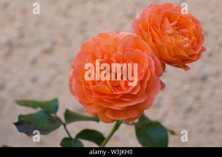 Rosa ‘Orange’ Meilove Stock Photo