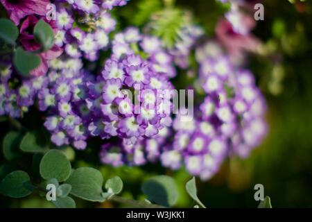 Verbena Stock Photo