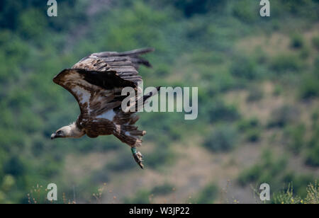 Rhodope Mountains Bulgaria June 2019: Territory of the Arda River bed  Eastern Rhodope Mountains is the home of a few colonies of protected birds,  Griffin Vulture (Gyps fulvus) and Egyptian Vulture also