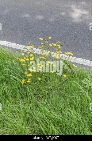 Thought to be Smooth Hawksbeard / Crepis capillaris beside road - conforms to F/Guide. Could be Hawkweed, of which 100s of variants. Asteraceae family Stock Photo