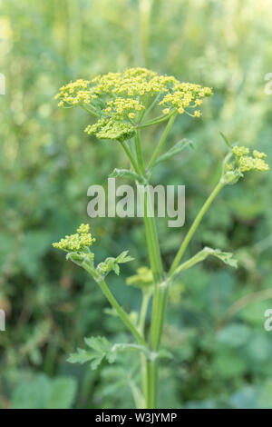 Wild Parsnip / Pastinaca sativa subsp. sylvestris growing on waste ground near a coastal dune system in mid-Cornwall. Forerunner of domestic parsnip . Stock Photo