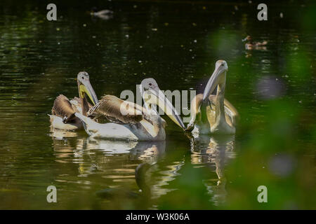 London, UK.  16 July 2019.  Three great white pelicans have been released in St James’s Park.  A gift from Prague Zoo arriving at the end of May, the new pelicans have been kept hidden from public view while they settled in to their new surroundings.  The two males, Sun and Moon, and a female named Star (L), were hatched in February, and join a colony of three in the park. Credit: Stephen Chung / Alamy Live News Stock Photo