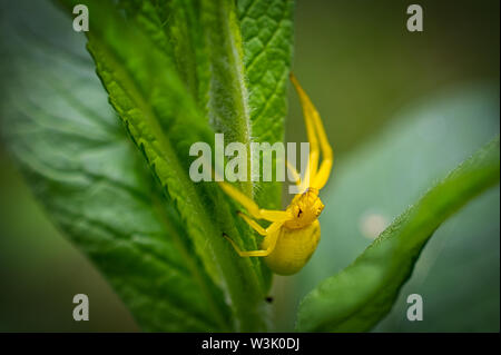 Beautiful yellow spider trying to escape from the photographer, close-up photo of a spider