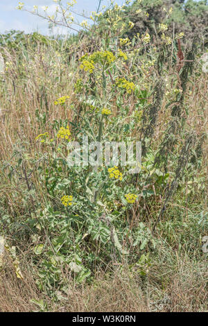Wild Parsnip / Pastinaca sativa subsp. sylvestris growing on waste ground near a coastal dune system in mid-Cornwall. Forerunner of domestic parsnip . Stock Photo