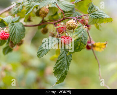 Ripe raspberries on a branch in a garden Stock Photo