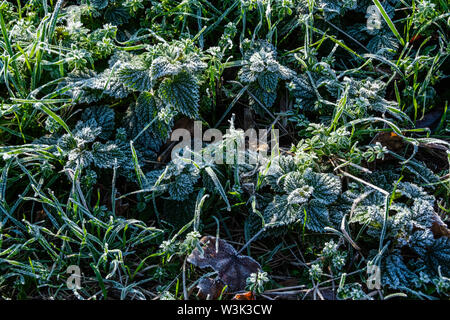 Frost on young plants and grass Stock Photo