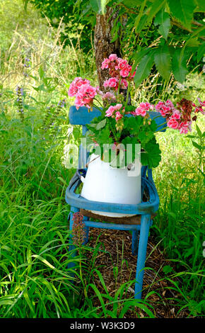 pink geraniums in white metal jug on blue painted chair, lot valley, france Stock Photo