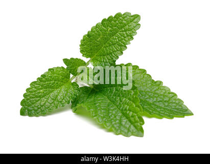 Fresh lemon balm leaves or melissa isolated on white background Stock Photo