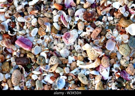 Closeup of seashells on the beach Stock Photo