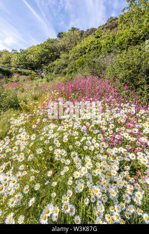 The beautiful rugged south coast of Guernsey - Wild flowers beside the coastal footpath round Moulin Huet Bay, Guernsey, Channel Islands UK Stock Photo