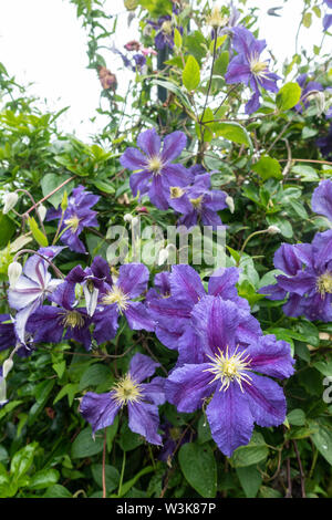 Close up view of purple clematis flowers. Stock Photo