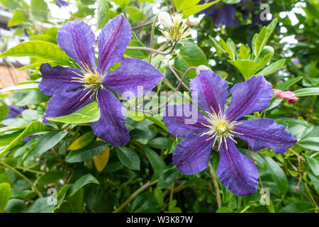 Close up view of purple clematis flowers. Stock Photo