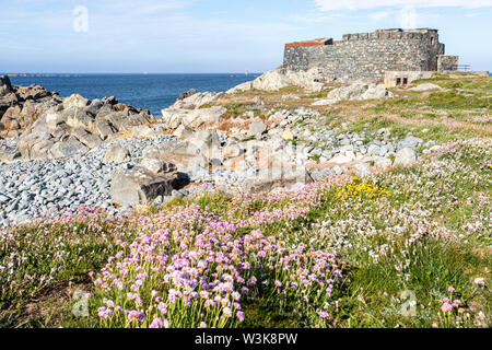 Sea thrift or sea pink on the coast beside Fort Doyle - built early 19th C as protection against a French invasion.,  Fontenelle Bay, Guernsey, UK Stock Photo